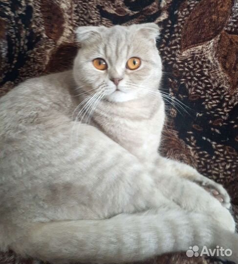 Шотланские котята