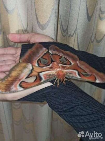 Бабочки к вашему дню