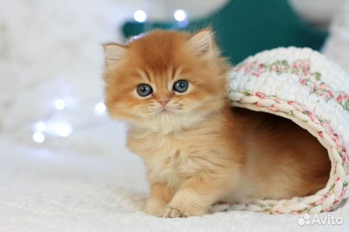 Котята британская золотая шиншилла
