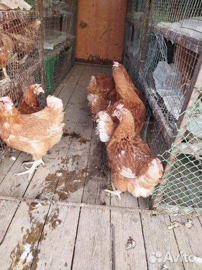 Куры несушки