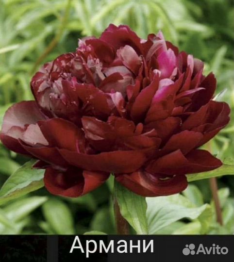 Пионы травянистые,для посадки