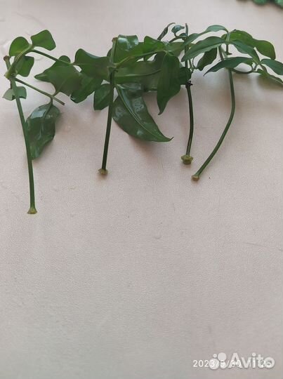 Жасмин комнатный душистый