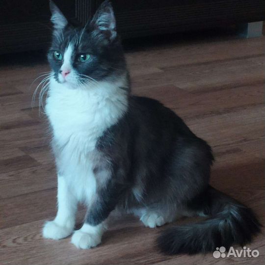 Кошка в дар бесплатно
