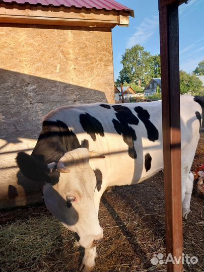 Коровы телки