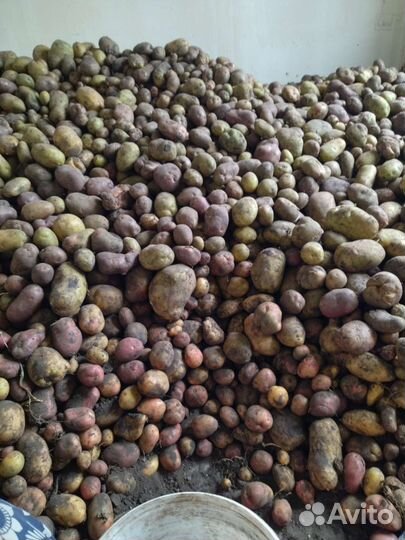 Семенной картофель