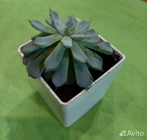 Суккуленты в горшочках