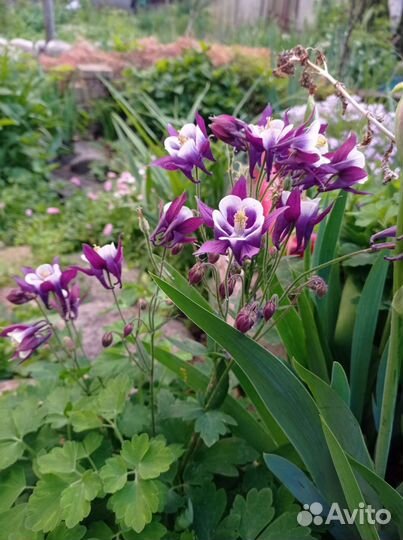 Лилейник, аквилегия