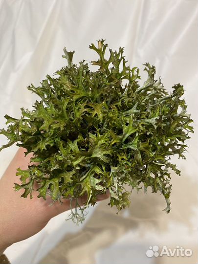 Грут с цетрарией, пармелией, кладонией