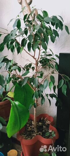 Драцена, замиакультис, Бенджамин, лиана, бамбук