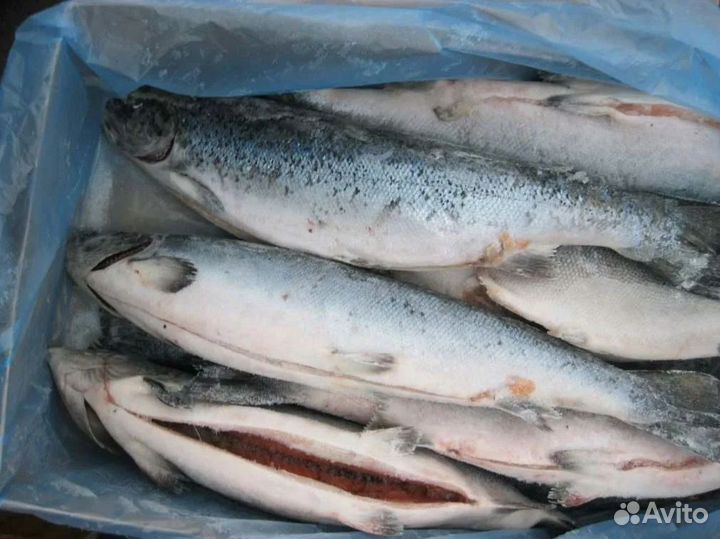 Ваша успешная франшиза рыбного магазина