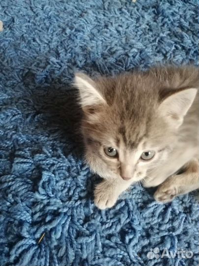 Кошка