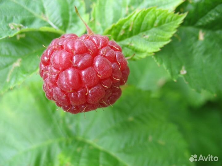 Саженцы малины