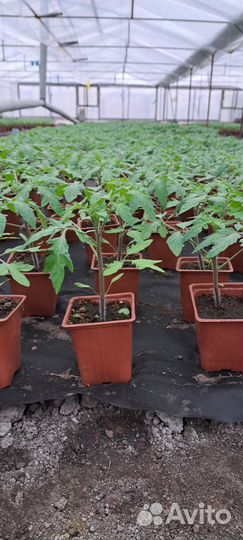 Рассада томатов