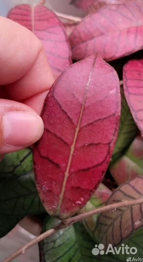 Хойя гудин гадинг