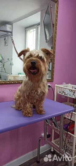 Стрижка собак груминг