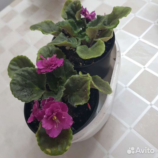 Фиалки цветущие в горшке