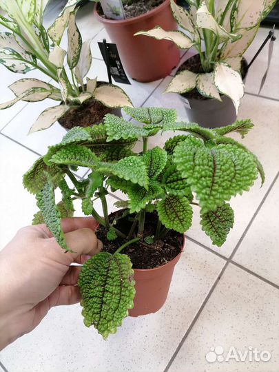 Диффенбахия Тропик сноу, Аглаонема, Пилея