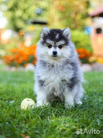 Помски мини хаски