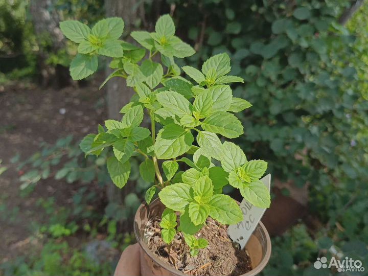 Мята коллекционных сортов