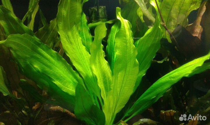 Растения,рыбы Гуппи,моллинезия,клей для аквариума