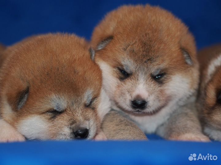 Акита высокопородные щенки