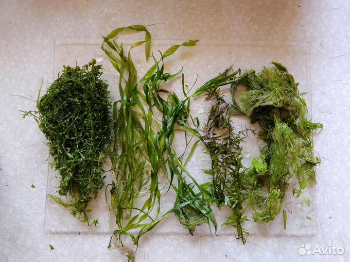 Прополка растения аквариумные