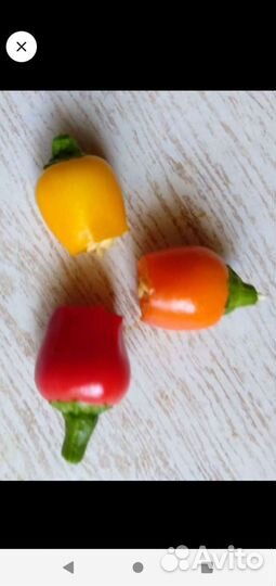 Семена острого домашнего перца