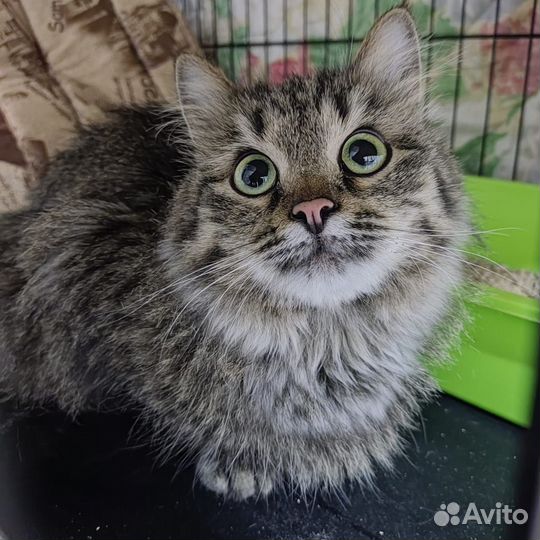 Василиса ищет дом и любящую семью