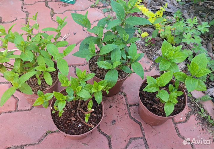 Гортензии новинки серия пан