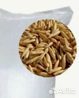 Овес фуражный