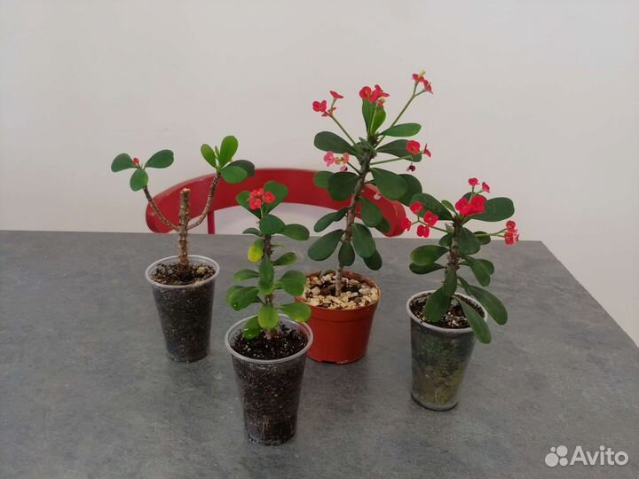 Эуфорбия миля