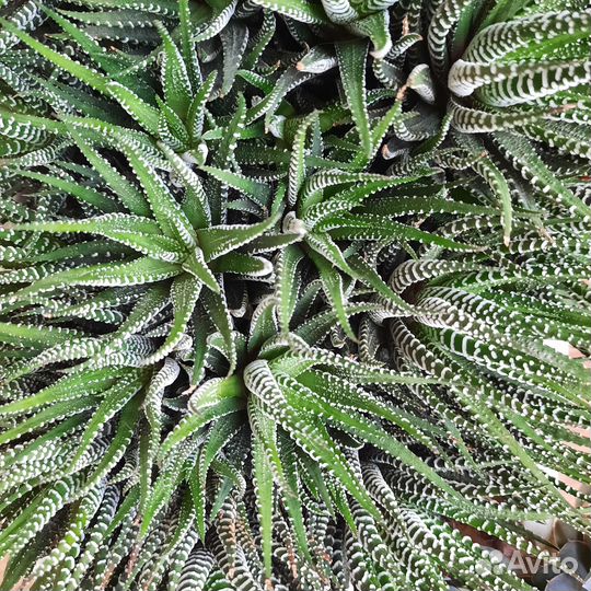 Суккуленты