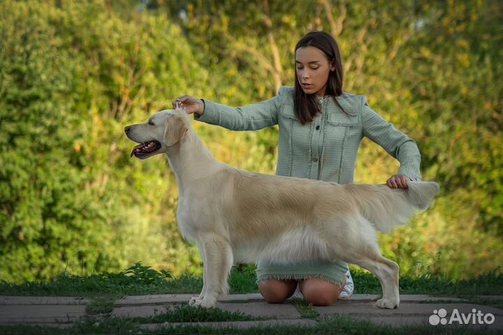 Хендлинг, хендлер