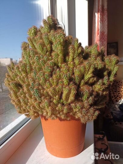 Кактус (скала)