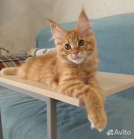 Продам котенка мейн куна