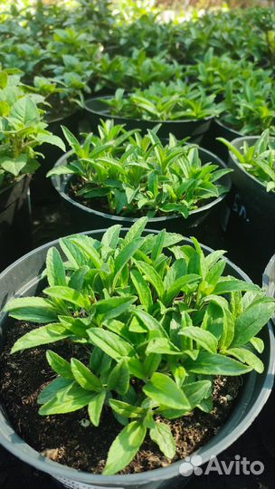 Многолетние садовые растения