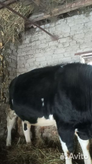 Бык на мясо