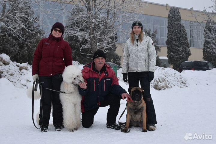 Дрессировка и воспитание собак