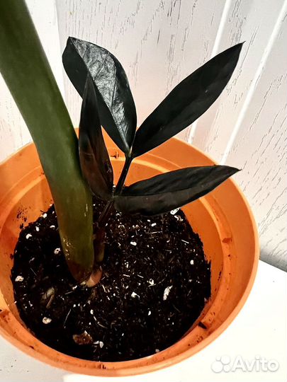 Замиокулькас черный равен