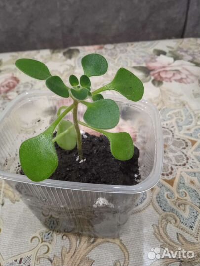 Аихризон дерево любви