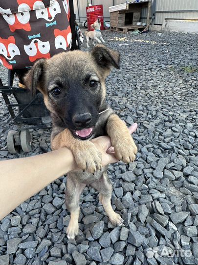 Щенок в добрые руки бесплатно