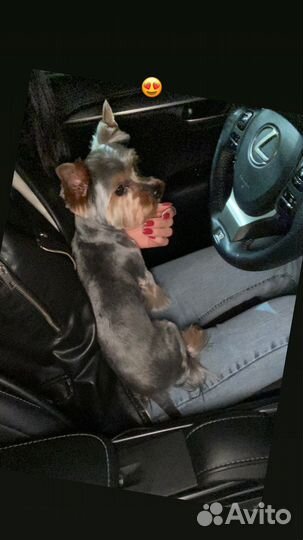 Йоркширский терьер вязка