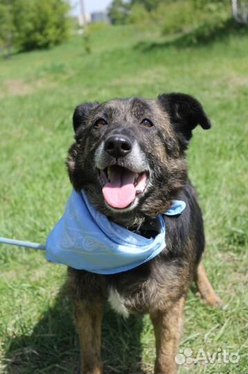 Баллин-красотка ищет дом