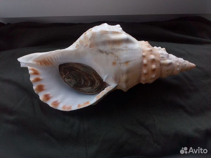 Раковина ракушка Charonia lampas gold 263 mm