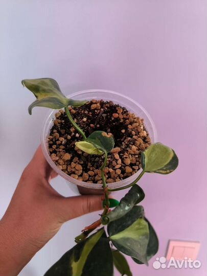 Филодендрон Крем Сплэш