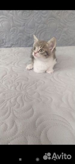 Отдадим котят в добрые руки