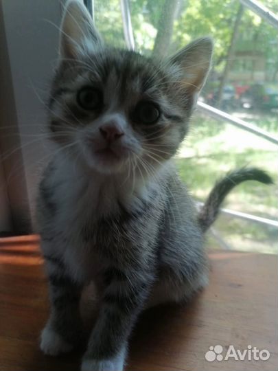 Котята