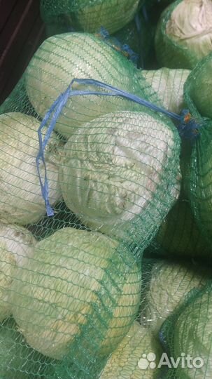 Капуста на переработку