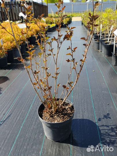 Пузыреплодник ред барон