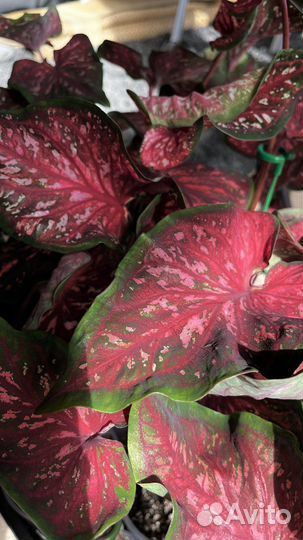 Редкий каладиум Caladium Scarlet Flame